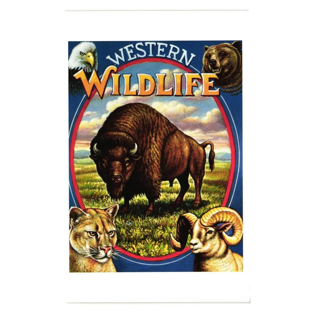 Western Wildlife Postcard 1993 USPS Illustrated Animals Buffalo Bear USA 19 Cent